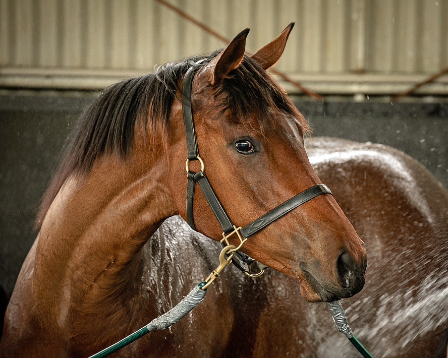 Newgate Farm’s Boom First Crop Sire DEEP FIELD Records His First Winner